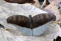 Cynitia cocytus ambrysus-5847