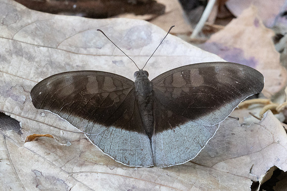 Cynitia cocytus ambrysus-5847