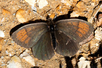 Erebia pandrose-2814 - Galibier - 28/06/25