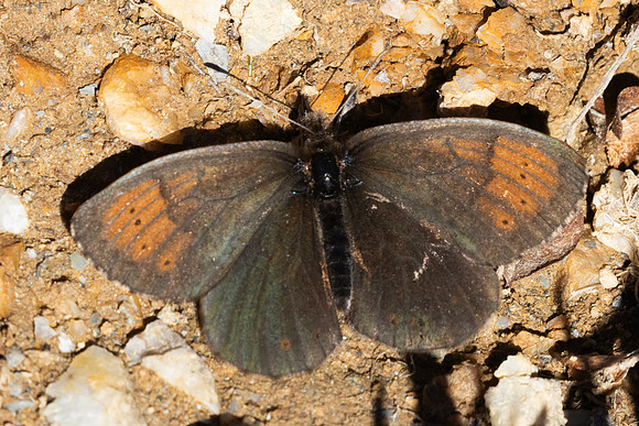 Erebia pandrose-2814 - Galibier - 28/06/25