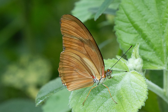 Dryas iulia-2981
