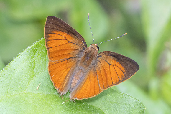 Rapala iarbus-1553 - Chiang Dao - 18/03/25