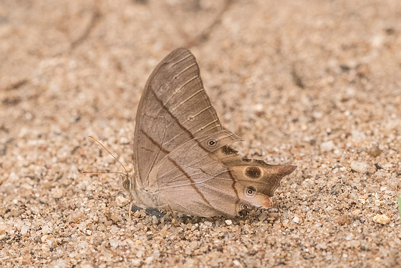 Lethe sinorix-4217 - Chiang dao - 12/03/23