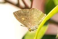 Spalgis epius-6681