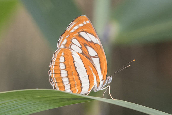 Neptis hylas kamarupa-9231 Doi Suthep - 7/03/23