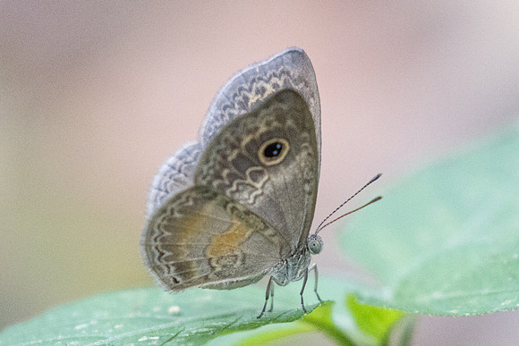 Perophthalma tullius-0008