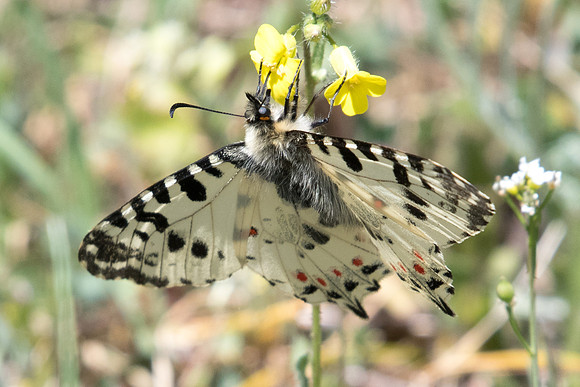 Zerynthia cerisy-5585 - Alexandroupoli - 12/04/22