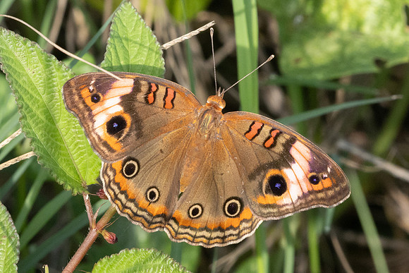 Junonia zonalis-8638