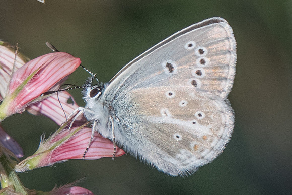Aricia nicias-9605 - Termignon - 16/07/22