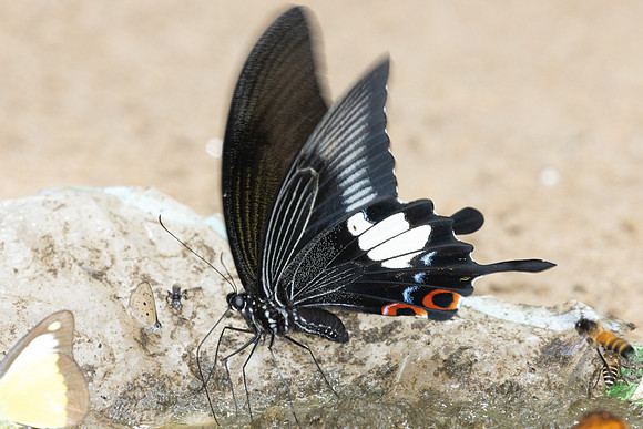 Papilio iswara-0274