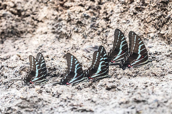 Protographium philolaus-2570