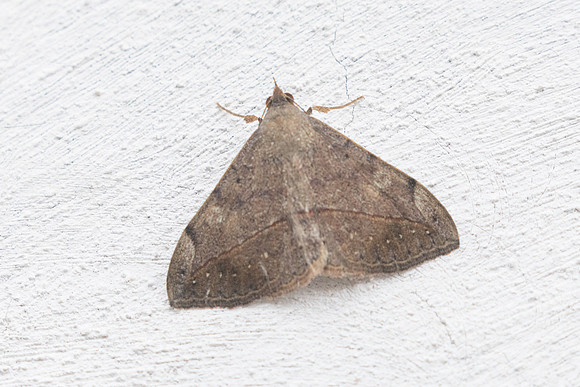 Azeta sp-6247