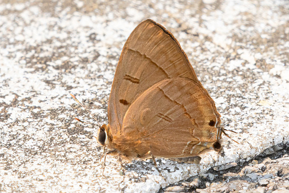 Rapala pheretima petosiris-2122 - Chiang Dao - 18/03/24