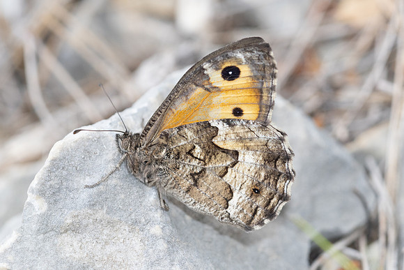 Hipparchia semele-8584