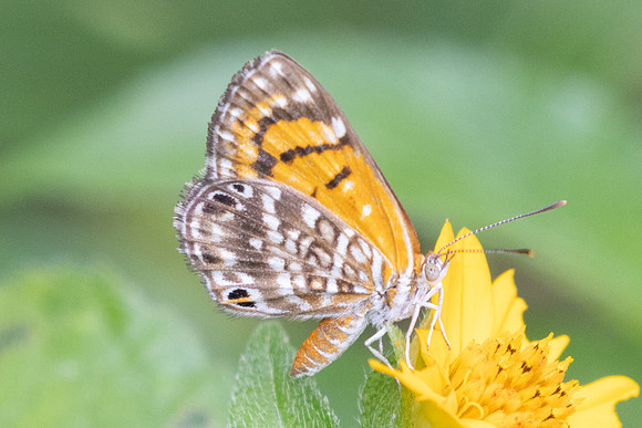 Aricoris erostratus-8462