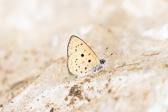 Una usta-0317