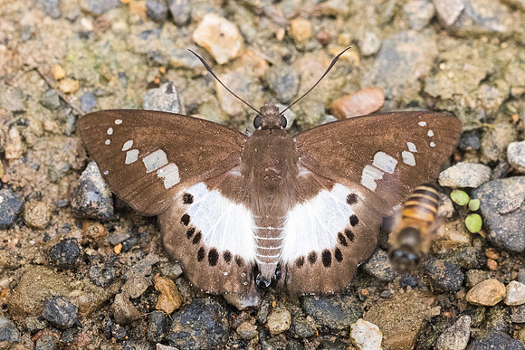 Seseria strigata-5496 - Chiang Dao - 12/03/23