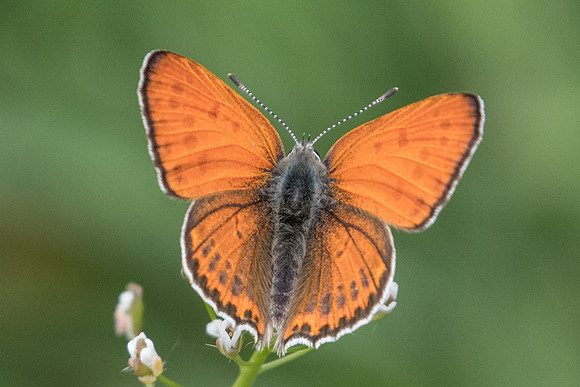 Lycaena thersamon-0067