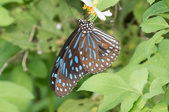 Tirumala septentrionis septentrionis-7413 - Krabi - 28/11/23