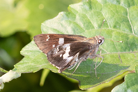 Hyarotis adrastus-5355 - Doi Suthep - 27/03/25