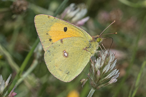 Colias crocea ♂-8230  - Vivario -14/06/23