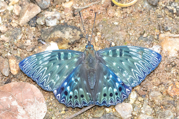 Dichorrgia nesimachus-5628