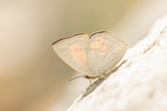 Curetis acuta-4771