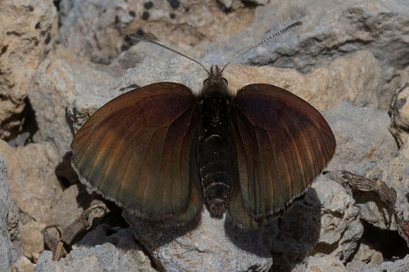 Erebia pluto-1628 - Col de l'Izoard - 25/06/25