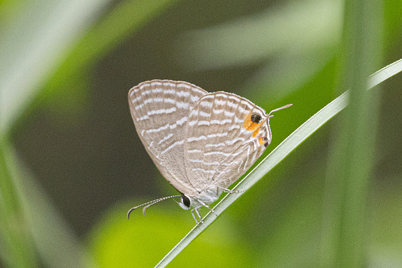Jamides celeno id--8698