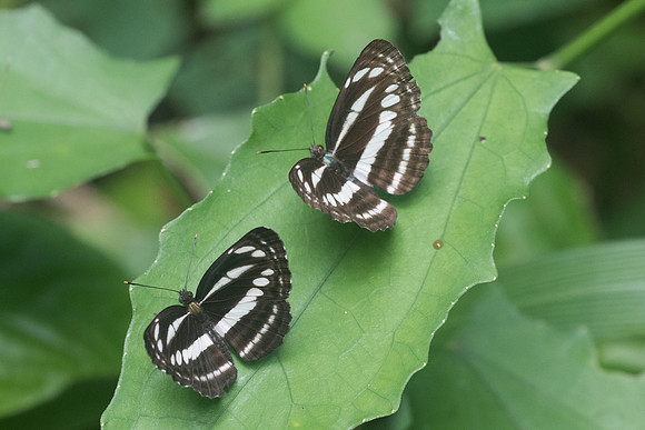Neptis clinia-8749 - Chiang Dao - 14/11/23