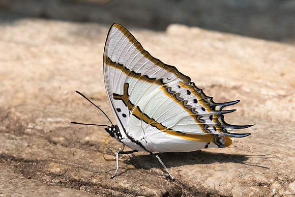Polyura eudamippus-1255 - Doi-Suthep 7/03/23