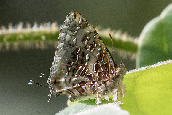 Catapaecilma major emas-9122 - Koh Samui - 16/03/23