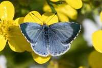 Celastrina argiolus ♀-2180