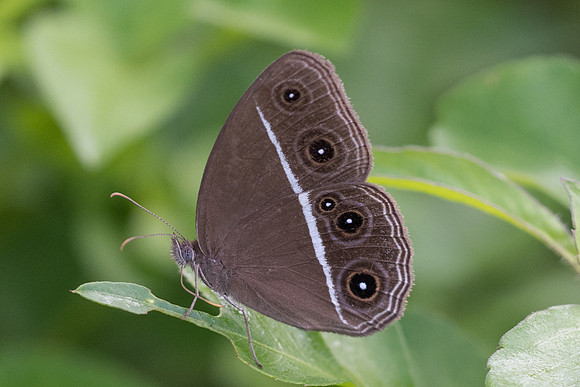 Orsotriaena medus medus-6384 - Krabi - 25/11/23