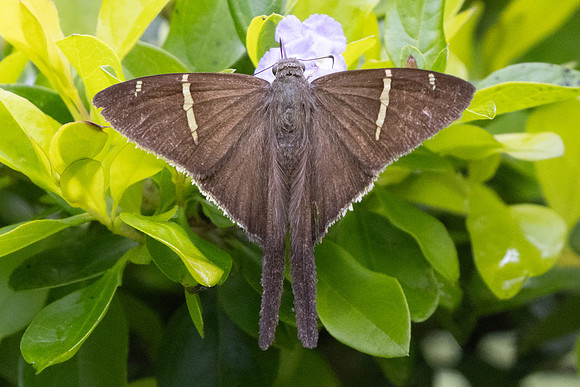Spicauda teleus-5415 - 14/06/24