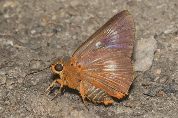 Burara jaina-0581 - Doi- Suthep - 13/11/23