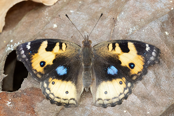 Junonia hierta-4165