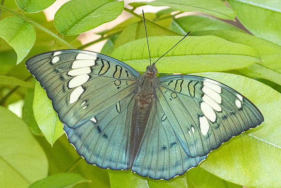 Euthalia patala-5782