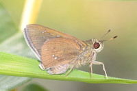 Caltoris bromus-6648- Chiang mai - 29/03/25