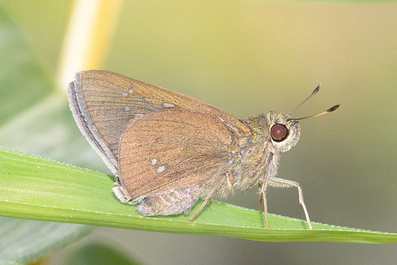 Caltoris bromus-6648- Chiang mai - 29/03/25