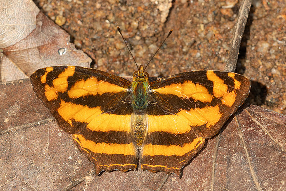 Symbrenthia lilaea lilaea -5650