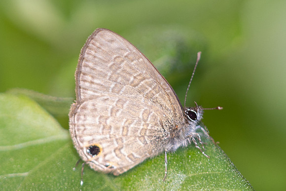 Nacaduba sp-5344