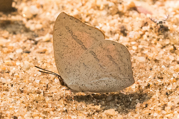 Curetis dentata dentata-3679 - Chiang dao 12/03/23