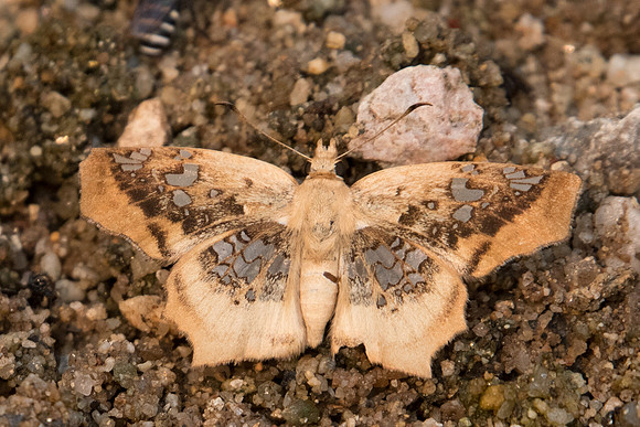 Ctenoptilum vasava vasava-2803 - Chiang Dao - 11/03/23