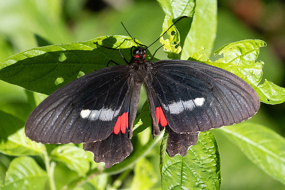 Parides anchises serapis-7694 - Cartagena - 1/06/24