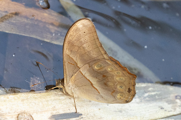 Lethe minerva tritogeneia-6822