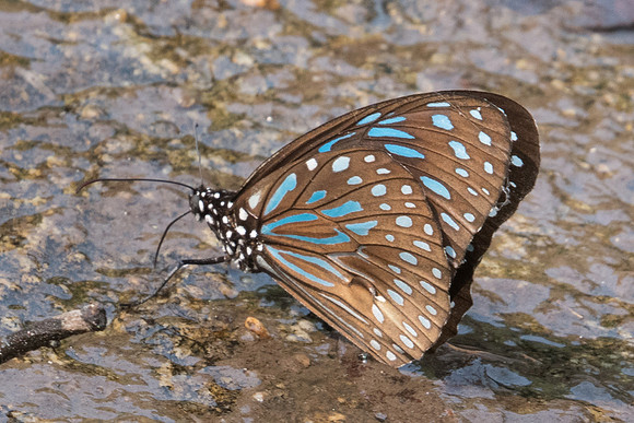 Tirumala septentrionis septentrionis-0213 - Doi-Suthep -  7/03/23