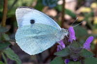 Pieris brassicae-1042