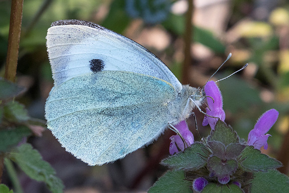 Pieris brassicae-1042