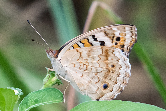 Junonia orithya wallacei -9485 - Koh Samui - 16/03/23